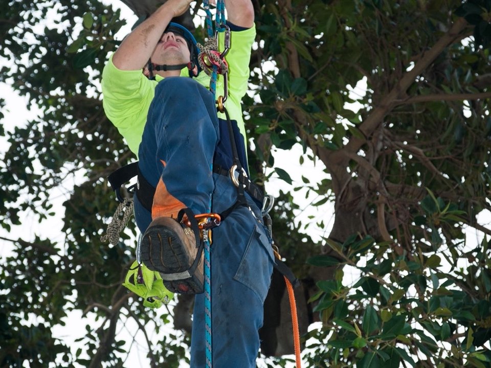 Qualified arborist working in a mature tree during a property survey in Warwickshire