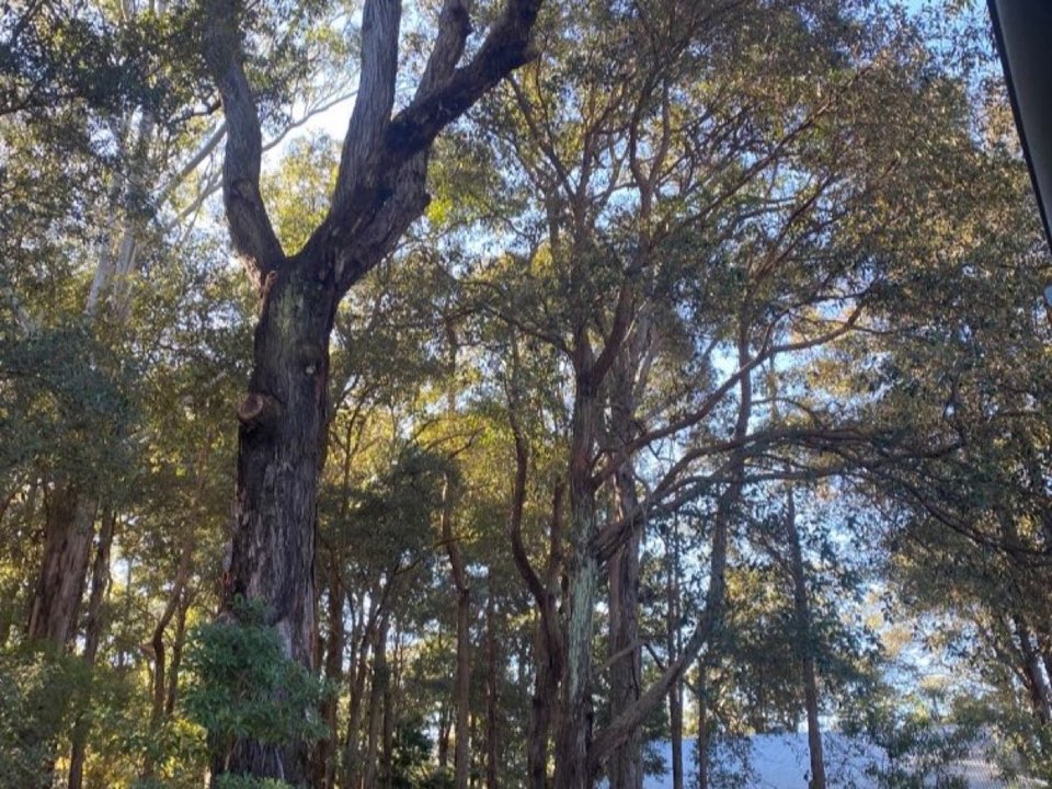 Mature trees in Warwickshire parkland with a property visible in the background
